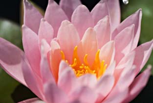 Pink Water Lilly